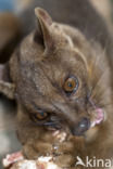 Malagasy civet (Fossa fossana)