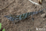 Furcifer rhinoceratus