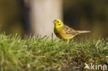 Yellowhammer (Emberiza citrinella)