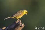 Yellowhammer (Emberiza citrinella)