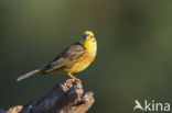Yellowhammer (Emberiza citrinella)