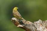 Yellowhammer (Emberiza citrinella)