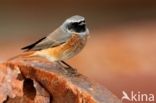 Common Redstart (Phoenicurus phoenicurus)