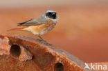 Common Redstart (Phoenicurus phoenicurus)