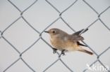 Common Redstart (Phoenicurus phoenicurus)