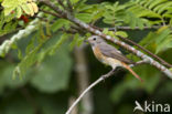 Gekraagde Roodstaart (Phoenicurus phoenicurus)