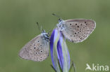 Gentiaanblauwtje (Maculinea alcon)