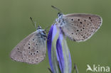 Alcon Blue (Maculinea alcon)