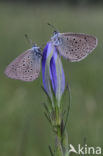 Gentiaanblauwtje (Maculinea alcon)