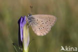 Alcon Blue (Maculinea alcon)