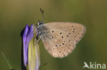 Alcon Blue (Maculinea alcon)