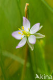 Gerande + Zilte schijnspurrie (Spergularia media + Spergularia marina)