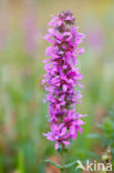 Purple Loosestrife (Lythrum salicaria)
