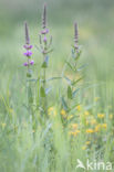 Purple Loosestrife (Lythrum salicaria)