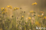 Gewone rolklaver (Lotus corniculatus)