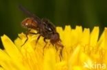 Heineken Fly (Rhingia campestris)