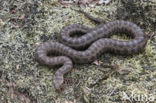 Gladde slang (Coronella austriaca)