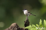 Glanskop (Parus palustris)