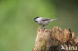 Glanskop (Parus palustris)