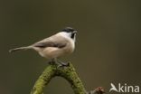 Glanskop (Parus palustris)