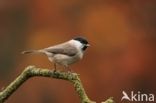 Glanskop (Parus palustris)