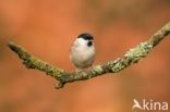 Glanskop (Parus palustris)