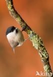 Glanskop (Parus palustris)