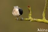 Glanskop (Parus palustris)