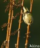 Goldcrest (Regulus regulus)