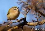 Goldcrest (Regulus regulus)