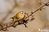 Goldcrest (Regulus regulus)