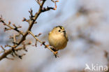 Goldcrest (Regulus regulus)