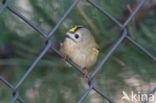 Goldcrest (Regulus regulus)