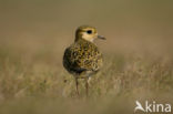 Goudplevier (Pluvialis apricaria)