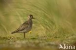 Golden Plover (Pluvialis apricaria)