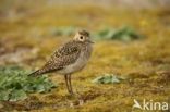 Golden Plover (Pluvialis apricaria)