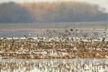 Golden Plover (Pluvialis apricaria)