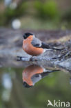 Eurasian Bullfinch (Pyrrhula pyrrhula)