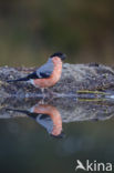 Eurasian Bullfinch (Pyrrhula pyrrhula)