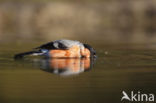 Eurasian Bullfinch (Pyrrhula pyrrhula)