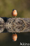 Eurasian Bullfinch (Pyrrhula pyrrhula)