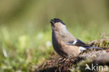 Eurasian Bullfinch (Pyrrhula pyrrhula)