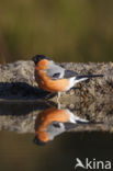 Eurasian Bullfinch (Pyrrhula pyrrhula)