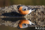 Eurasian Bullfinch (Pyrrhula pyrrhula)