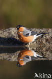 Eurasian Bullfinch (Pyrrhula pyrrhula)