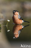 Eurasian Bullfinch (Pyrrhula pyrrhula)