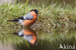 Eurasian Bullfinch (Pyrrhula pyrrhula)