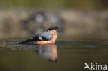 Eurasian Bullfinch (Pyrrhula pyrrhula)