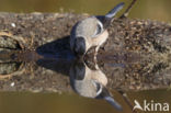 Eurasian Bullfinch (Pyrrhula pyrrhula)