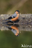 Eurasian Bullfinch (Pyrrhula pyrrhula)